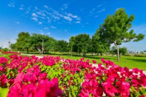 Read more about the article The beauty and fun of Al Bidda Park in Qatar