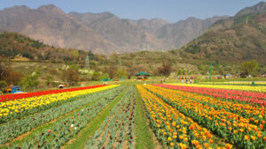 Read more about the article Which Month Is Best To Visit Kashmir?