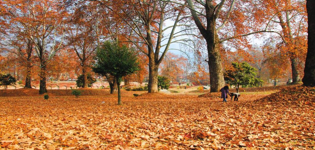  Autumn: Season in Kashmir
