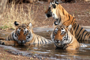 Read more about the article Best Zone in Ranthambore for Tiger Spotting – A Review of the Most Popular and Successful Safaris