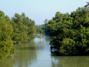 Read more about the article 12 Sundarbans National Park Places to Visit 