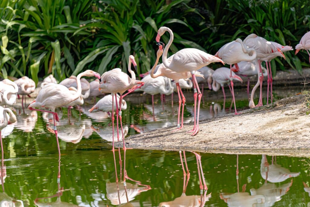Dubai's Wildlife Sanctuary Ras Al Khor 