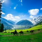 Gurez Valley Trek in Kashmir: Map, Distance, and Itinerary